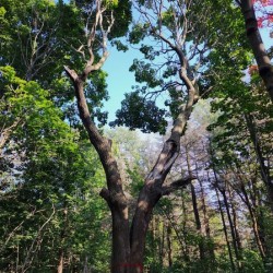 Forest Through The Trees