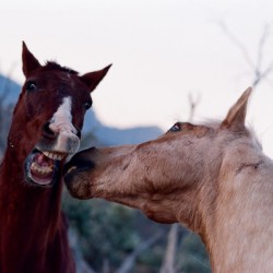 Horses Sparring