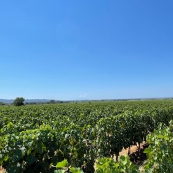 Tuscany Vineyards Cabernet Franc