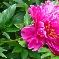 PInk Peony