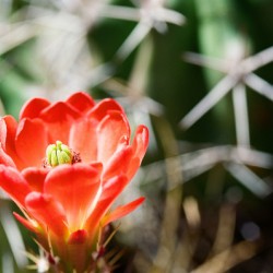 Red Cacti 3