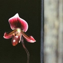 Red Orchid 2