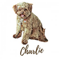 Charlie the Morkie