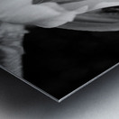 Black and White Peony Burst Metal print