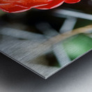 Red Cacti 2 Metal print