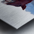 Horse Sparring 2 Metal print