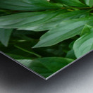 PInk Peony Metal print