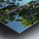 Forest Through The Trees Metal print