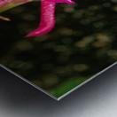 Fuschia Peony Burst Metal print