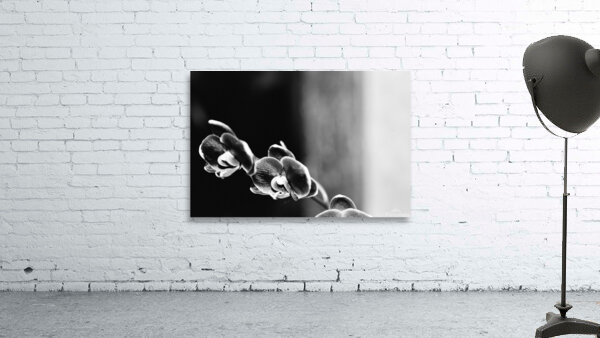 Black  White Floral Series 12 Wall Preview