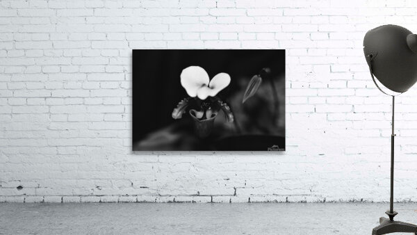 Black  White Floral Series 10 Wall Preview