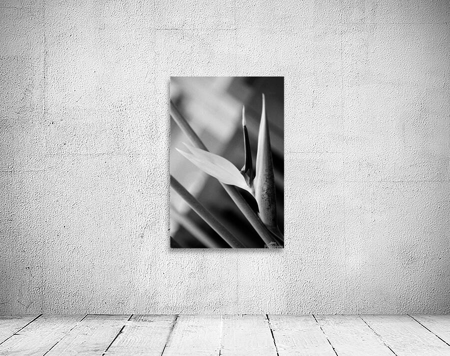 Black  White Bird of Paradise  Wall Preview