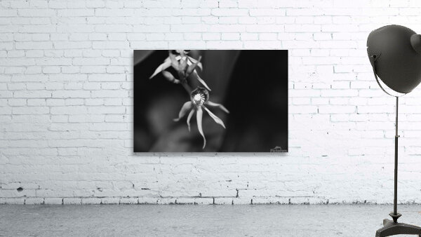 Black  White Floral Series 11 Wall Preview