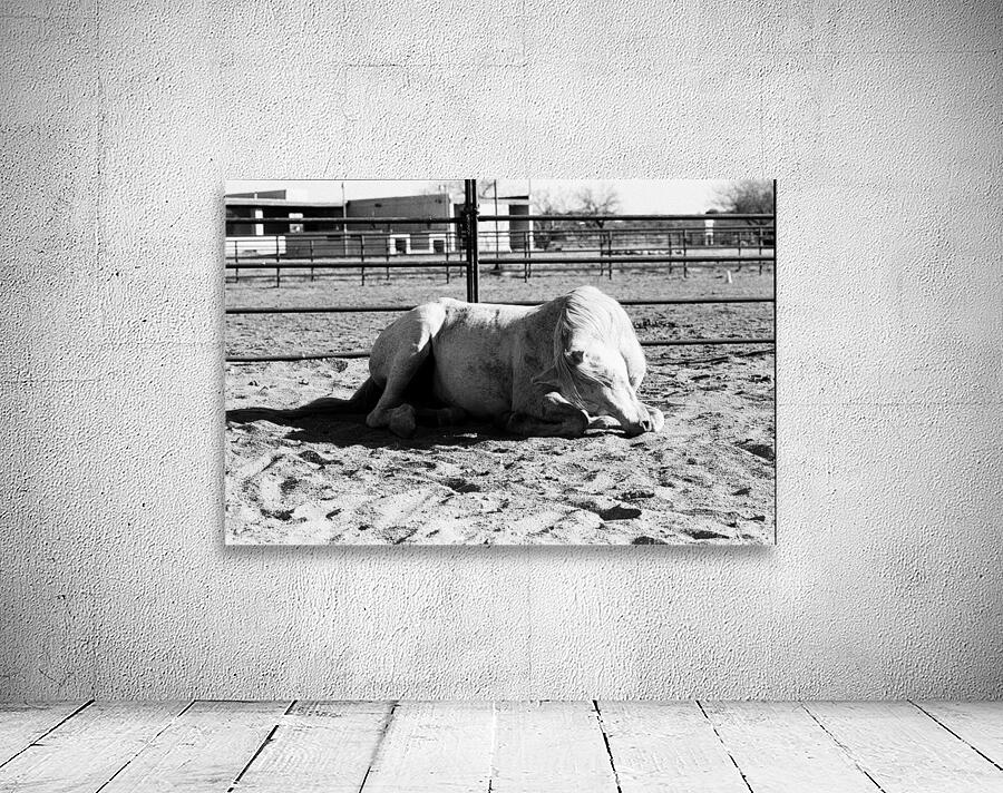 Magnificent Horse Pose 3 Wall Preview