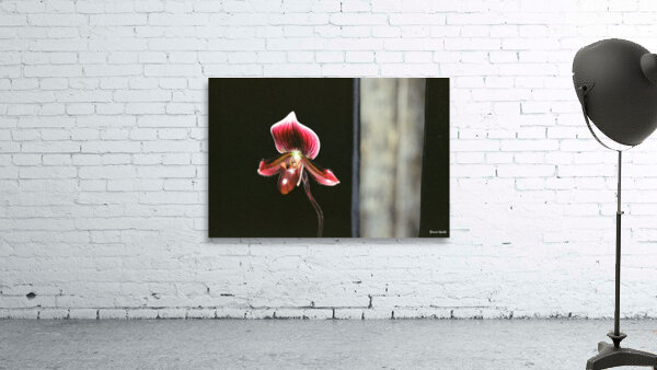 Red Orchid 2 Wall Preview