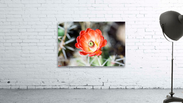 Red Cacti 2 Wall Preview