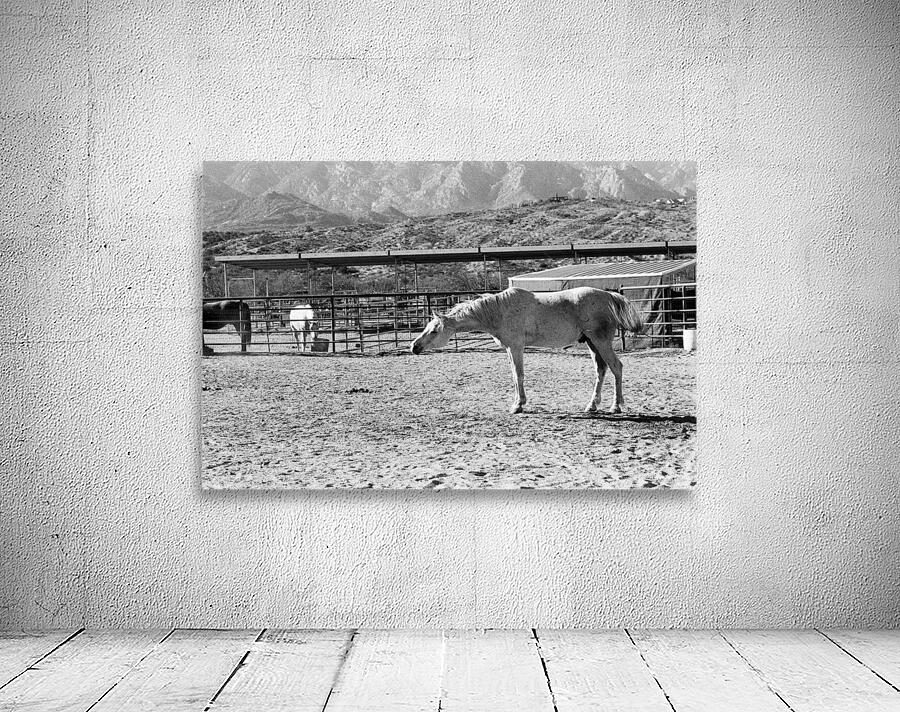 Horse Stretch Wall Preview