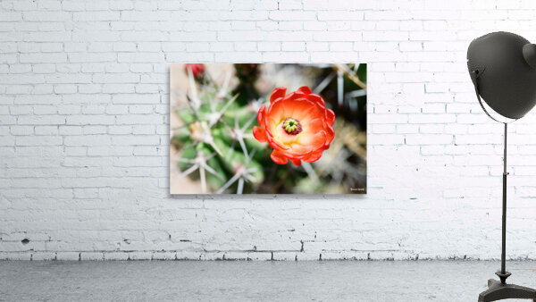 Red Cacti 5 Wall Preview