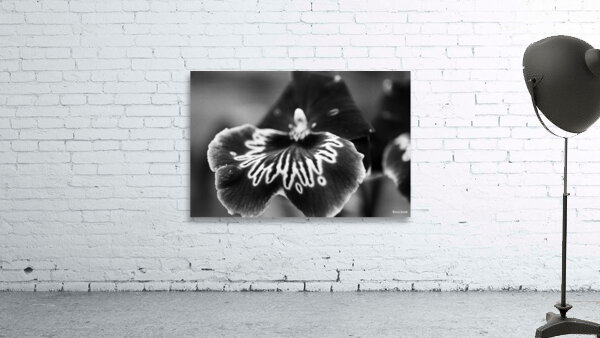 Black and White Orchid Series 21 Wall Preview