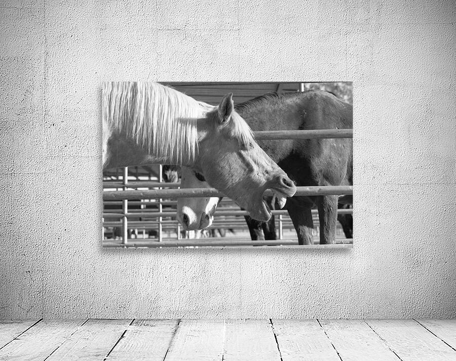 Horse Yawning Wall Preview