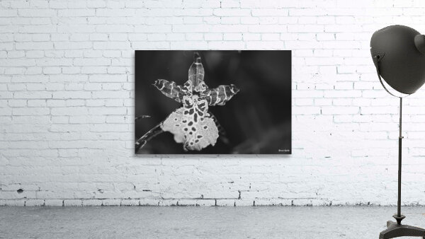 Clown Orchid Wall Preview