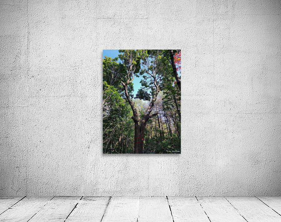 Forest Through The Trees Wall Preview