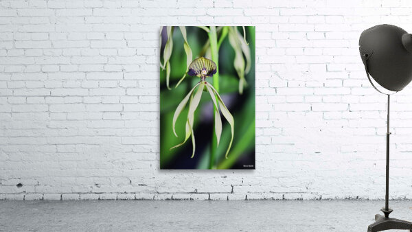 Dancing Orchid Wall Preview