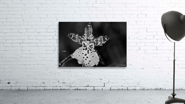 Spotted Orchid Wall Preview