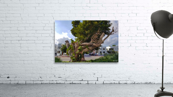 The Survivor Wall Preview