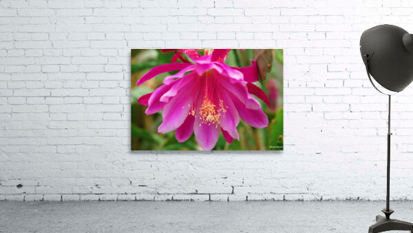 Fuschia Peony Flowering Wall Preview