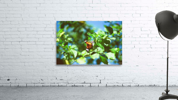 Monarch butterfly Wall Preview