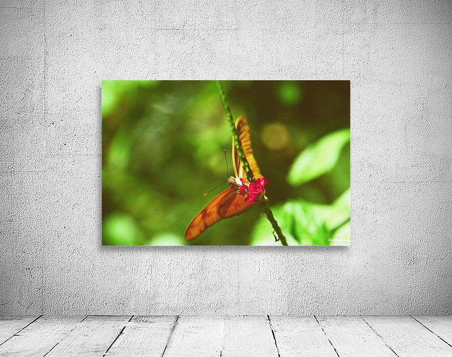 Orange butterfly having a drink Wall Preview