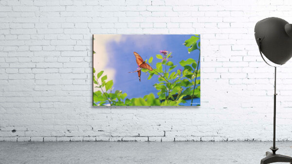 Orange butterflies playing Wall Preview