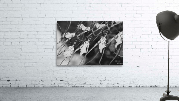 Black and White Floral Series 3 Wall Preview