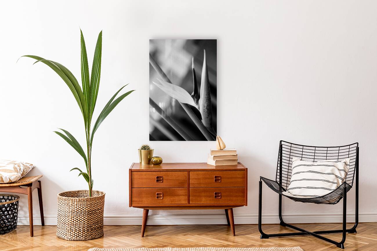 Black  White Bird of Paradise  Reproduction