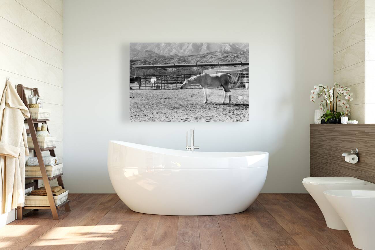 Horse Stretch Reproduction