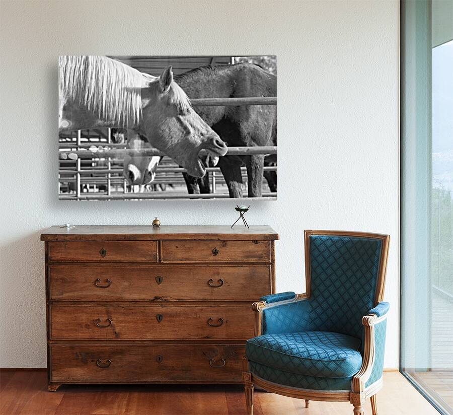 Horse Yawning Reproduction