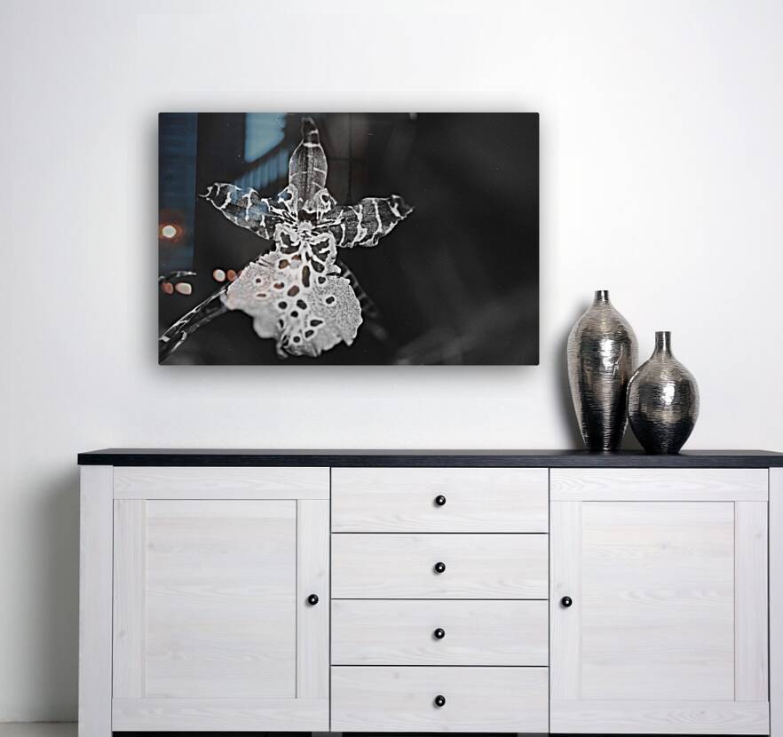 Clown Orchid Reproduction