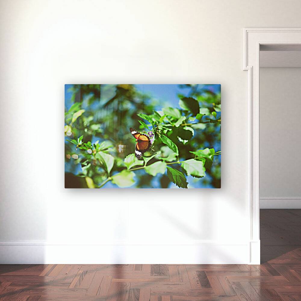 Monarch butterfly Reproduction