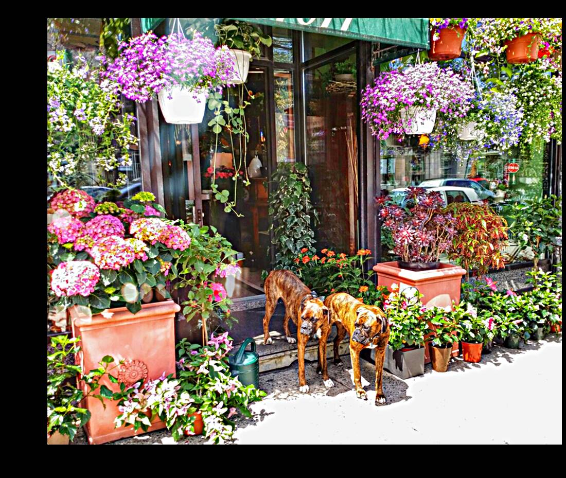 2 Dogs in the Flower Shop Reproduction
