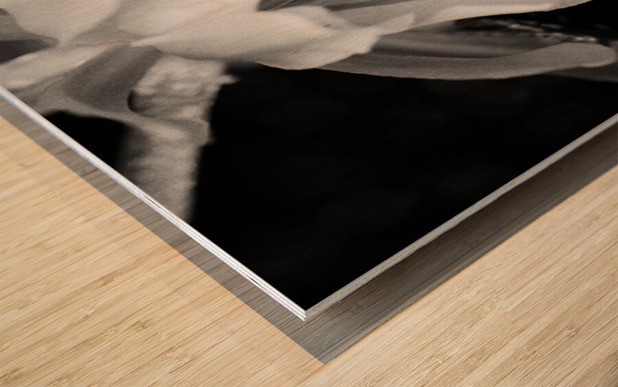 Black and White Peony Burst Wood print