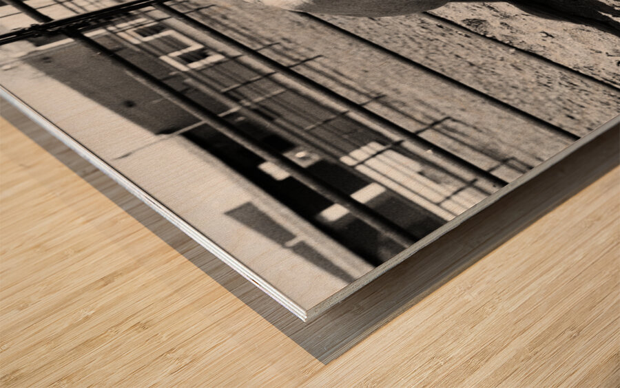 Magnificent Horse Pose 3 Wood print