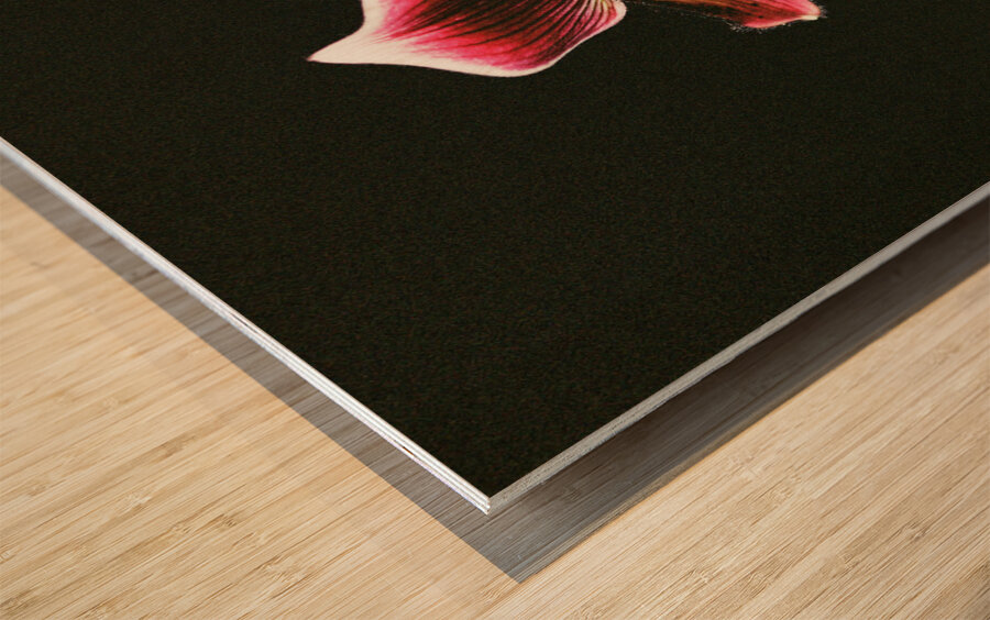 Red Orchid 2 Wood print
