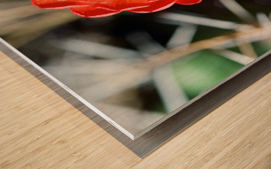 Red Cacti 2 Wood print