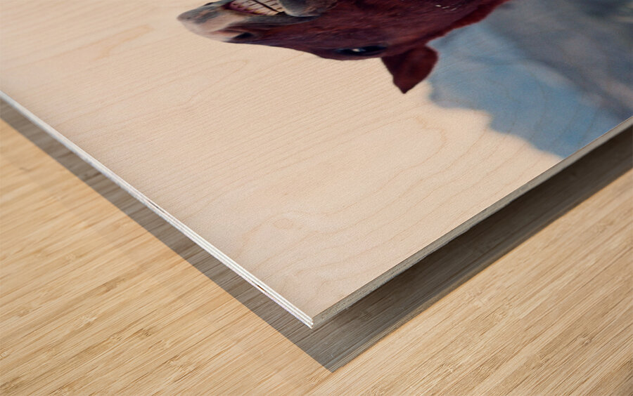 Horse Sparring 2 Wood print