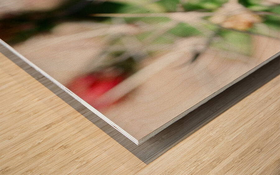 Red Cacti 5 Wood print