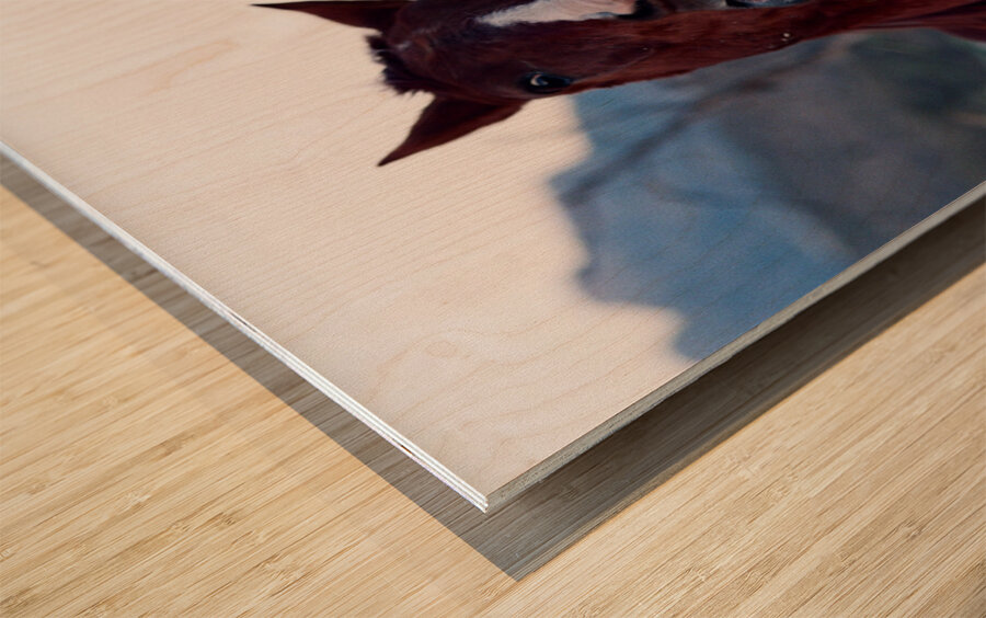 Horses Sparring Wood print