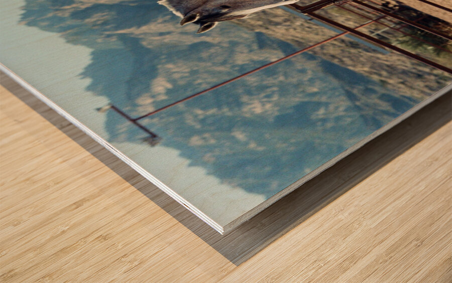 Horse and Mountains Wood print