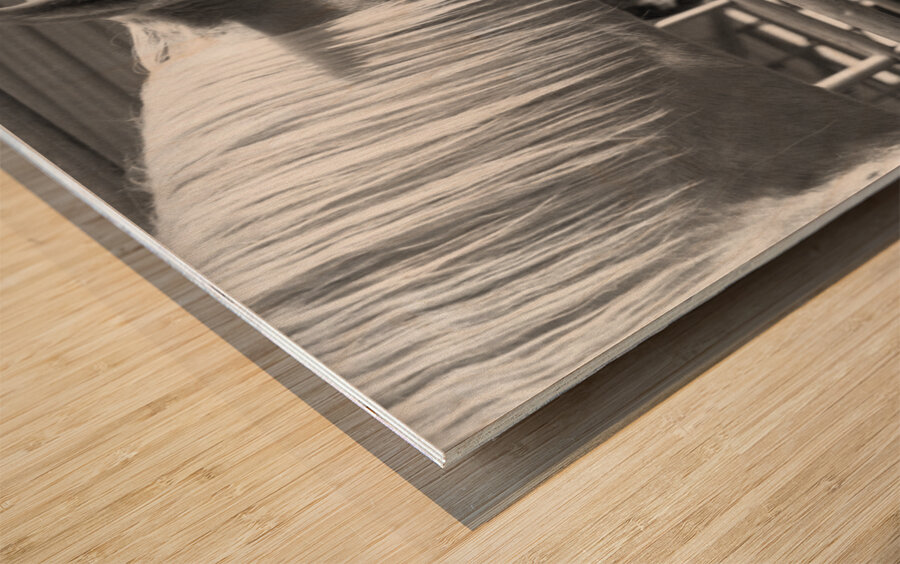 Horse Yawning Wood print