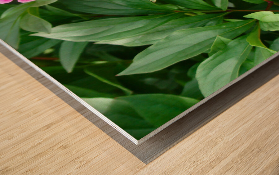 PInk Peony Wood print